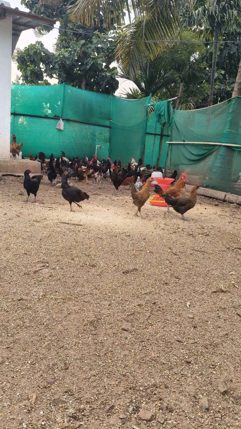 Nati chicken free-range at Preeti Mahesh Farm